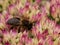 Hoverfly feeding on Pollen