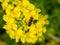 A hoverfly feeding from wild mustard flowers 2