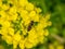 A hoverfly feeding from wild mustard flowers 4
