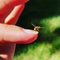 Hoverfly on a Fingernail