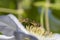 Hoverfly on a flower