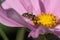 Hoverfly or Flower Fly, Eupeodes luniger, black and yellow female pollinating a pink Japanese Anemone flower, close-up view
