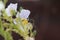 Hoverfly or Flower Fly, Eupeodes luniger, yellow and black female pollinating Nemesia flowers, dark background