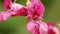 Hoverfly on a flower of Impatiens glandulifera Policeman`s helmet