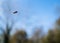 A hoverfly flying against a soft focus blue sky background with trees and bushes and copy space