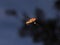 Hoverfly flying at dusk