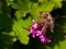 Hoverfly flying near pink flower