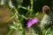 Hoverfly Flying Purple Thistle Flower Head.