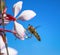 Hoverfly flying to an indian feather flower blossom