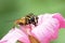 Hoverfly in geranium flower