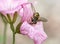 Hoverfly in geranium flower