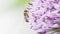 Hoverfly on giant onion flower