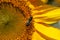 Hoverfly on giant sunflower in full bloom