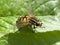 Hoverfly on a green leaf