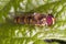 Hoverfly on a green leaf