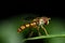 Hoverfly on green leaf