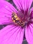 Hoverfly heliophilus pendulus on geranium flower