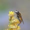 Hoverfly Helophilus hybridus