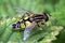 Hoverfly Helophilus pendulus