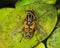 Hoverfly - Helophilus pendulus, Worcestershire, England.