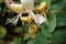 Hoverfly on a honeysuckle flower