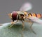 Hoverfly insect