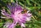 Hoverfly insect on violet flower in the garden