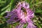 Hoverfly insect on violet flower in the garden