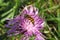 Hoverfly insect on violet flower in the garden