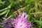 Hoverfly insect on violet flower in the garden