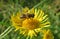 Hoverfly insect on yellow flower in the garden