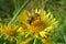 Hoverfly insect on yellow flower in the garden