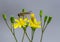 Hoverfly insects alone on a yellow flower close up.