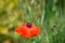 Hoverfly insects collecting pollen from wild poppy flowers