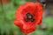 Hoverfly insects collecting pollen from wild poppy flowers