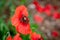 Hoverfly insects collecting pollen from wild poppy flowers