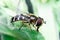 Hoverfly is just resting on top of a leaf, Syrphidae