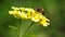 Hoverfly on lantana flower