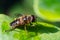 Hoverfly on a leaf