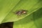 Hoverfly on leaf of Canada mayflower in Vernon, Connecticut.