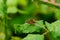 Hoverfly Mating on a Leaf