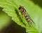 Hoverfly Meliscaeva cinctella