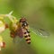 Hoverfly Meliscaeva cinctella