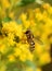 Hoverfly mimicry wasp