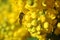 Hoverfly on oregon grape flowers
