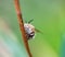 Hoverfly peeping around a stick