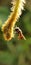 Hoverfly perched on a plant in garden in the morning