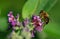 Hoverfly perched on a purple lantana inflorescence