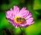 Hoverfly on pink anemone flower