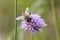 Hoverfly on pink flower Knautia arvensis